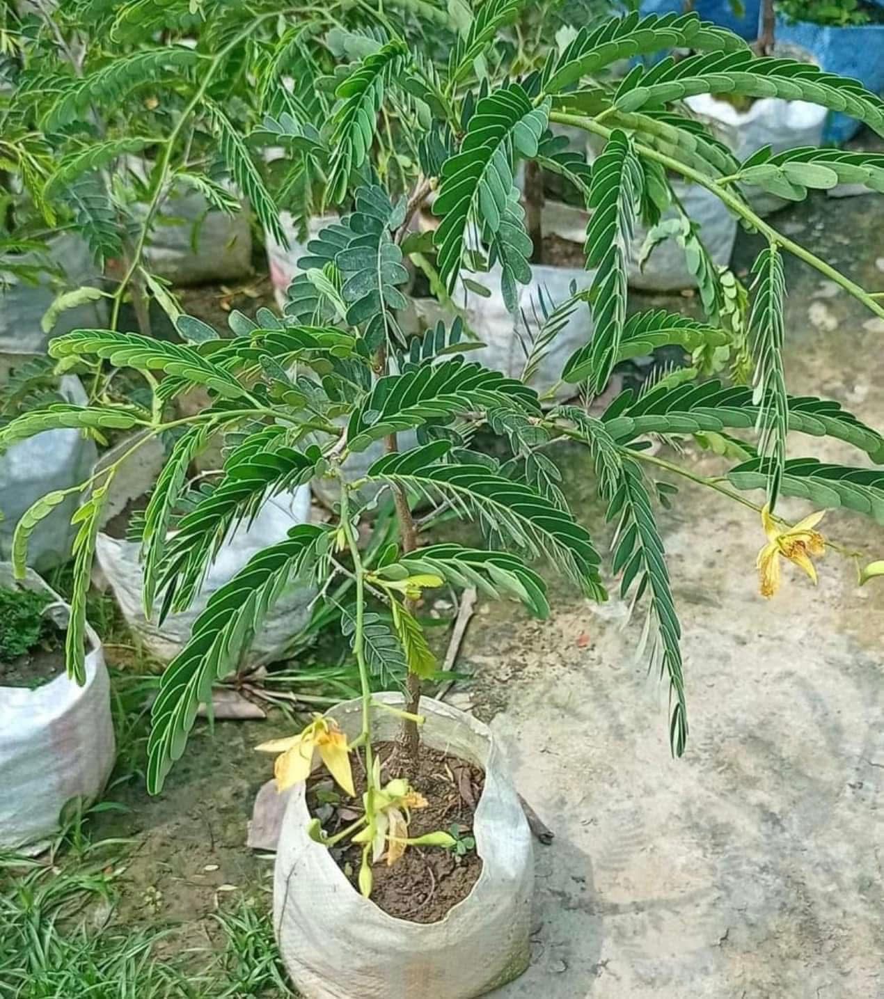 Sweet Tamarind (Grafted) - Image 3