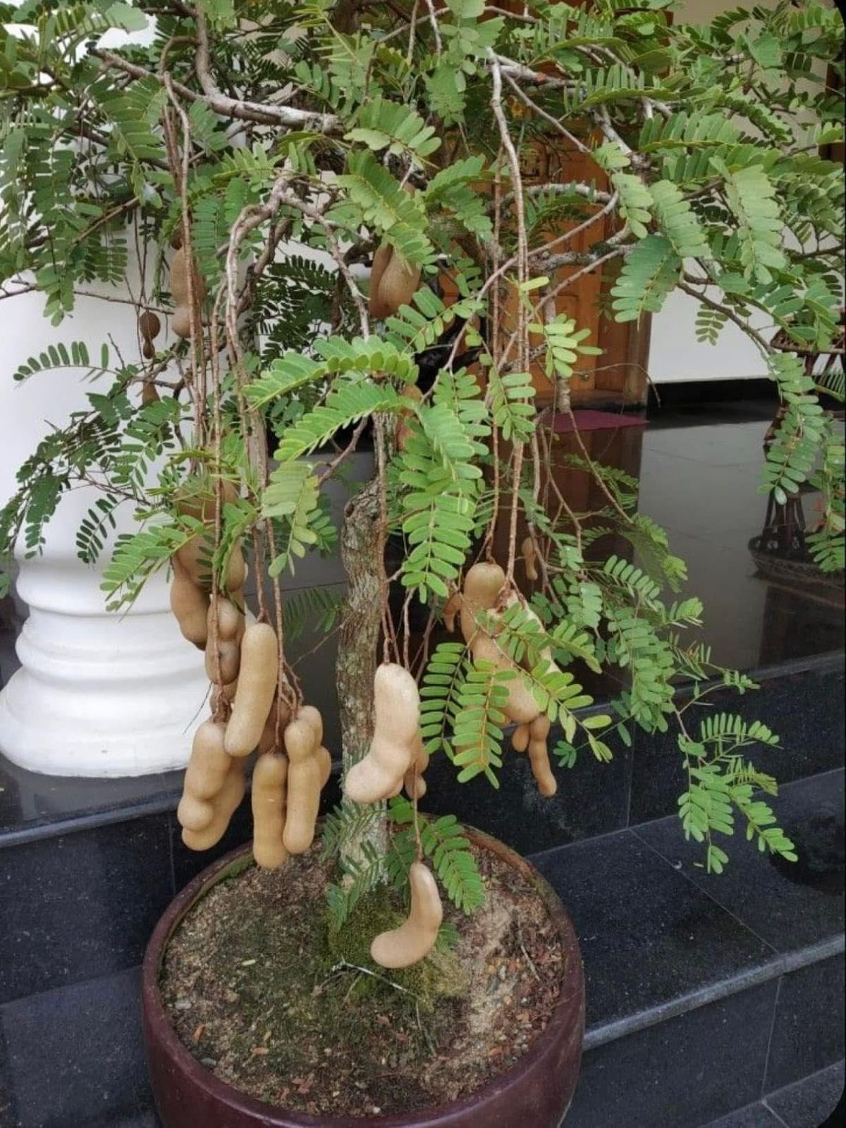 Sweet Tamarind (Grafted) - Image 2