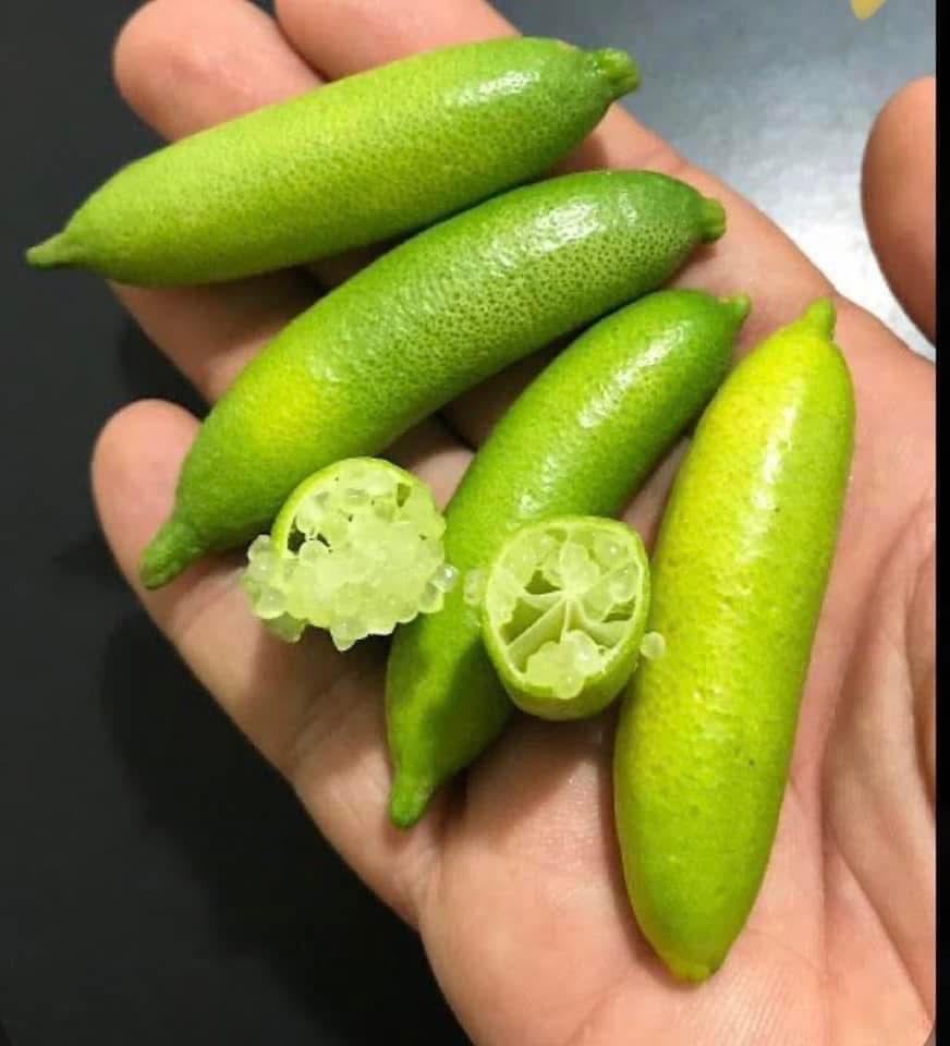 Australian lemon finger (Green) - Image 2