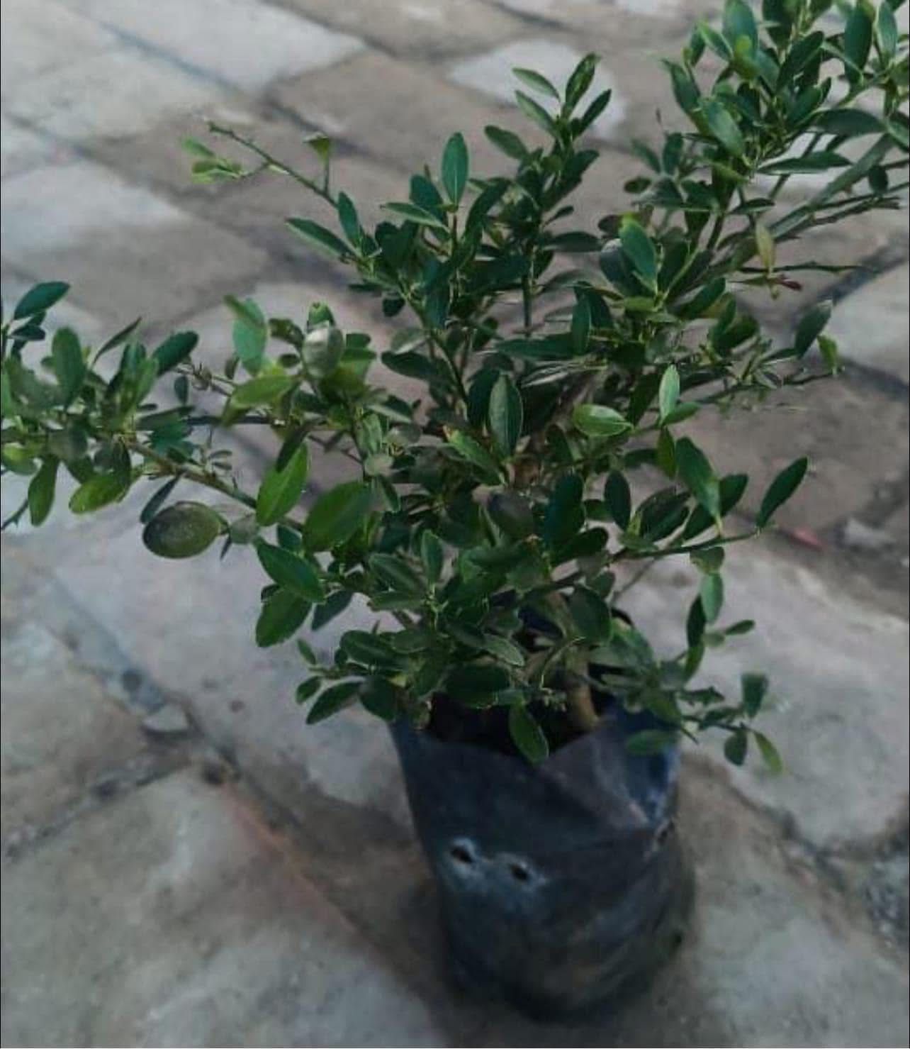 Australian lemon finger (Green) - Image 3