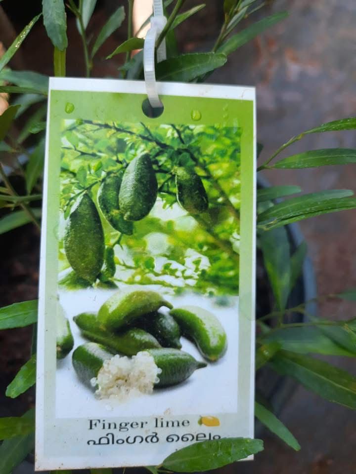 Australian lemon finger (Green) - Image 5