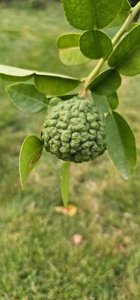 Kaffir lime - Image 3