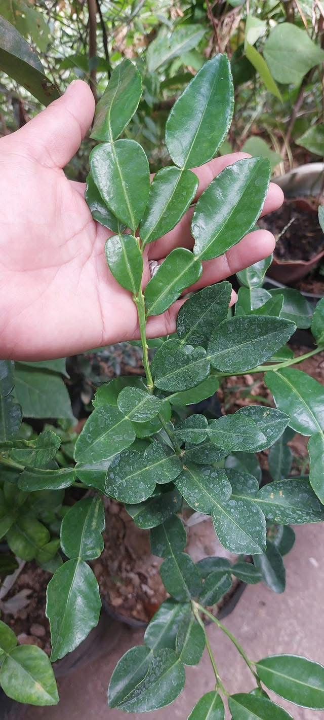 Kaffir lime - Image 4