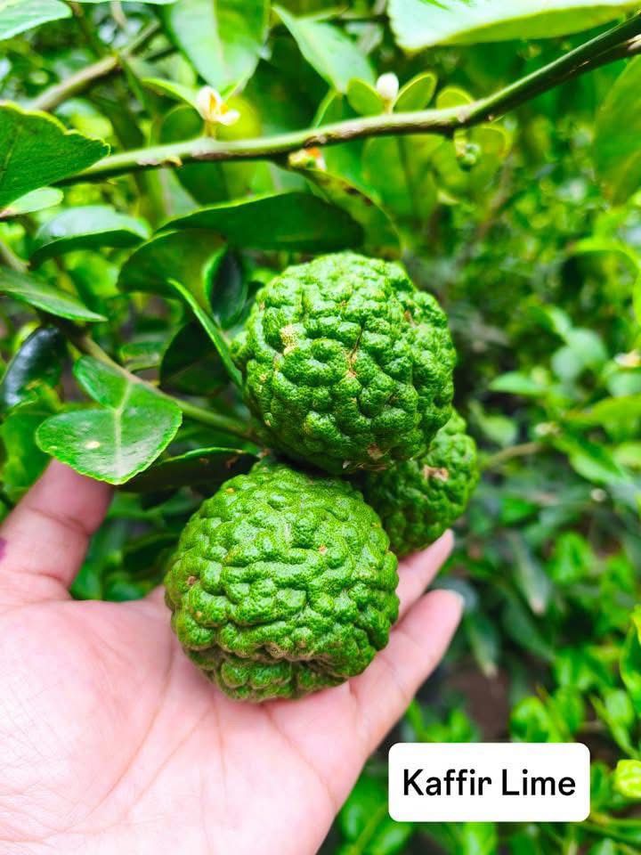 Kaffir lime - Image 2