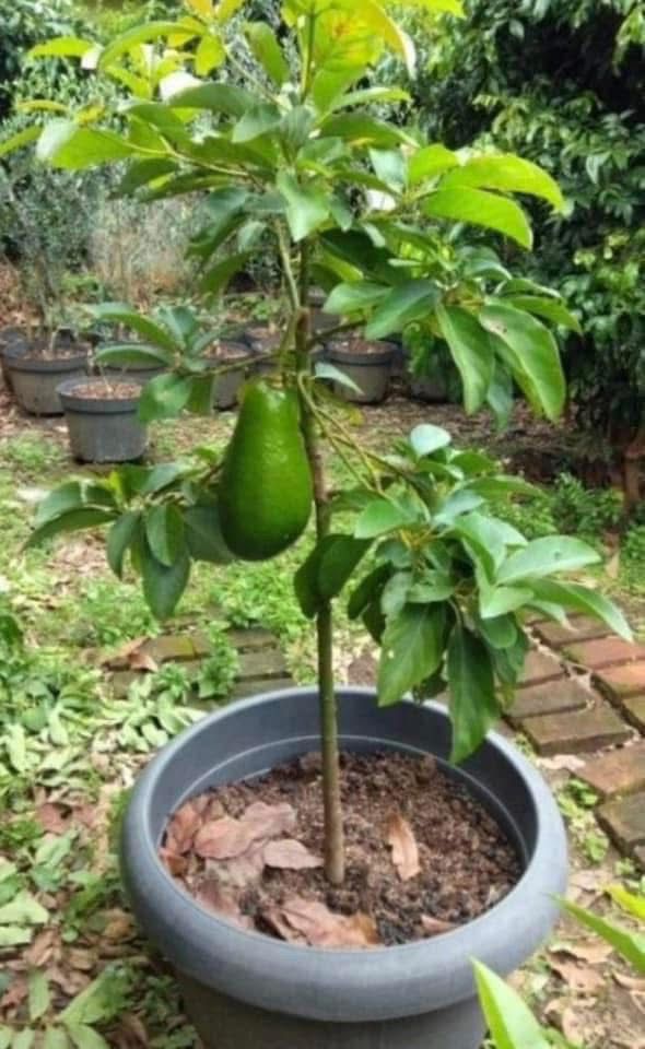 Avocado (Grafted) - Image 2