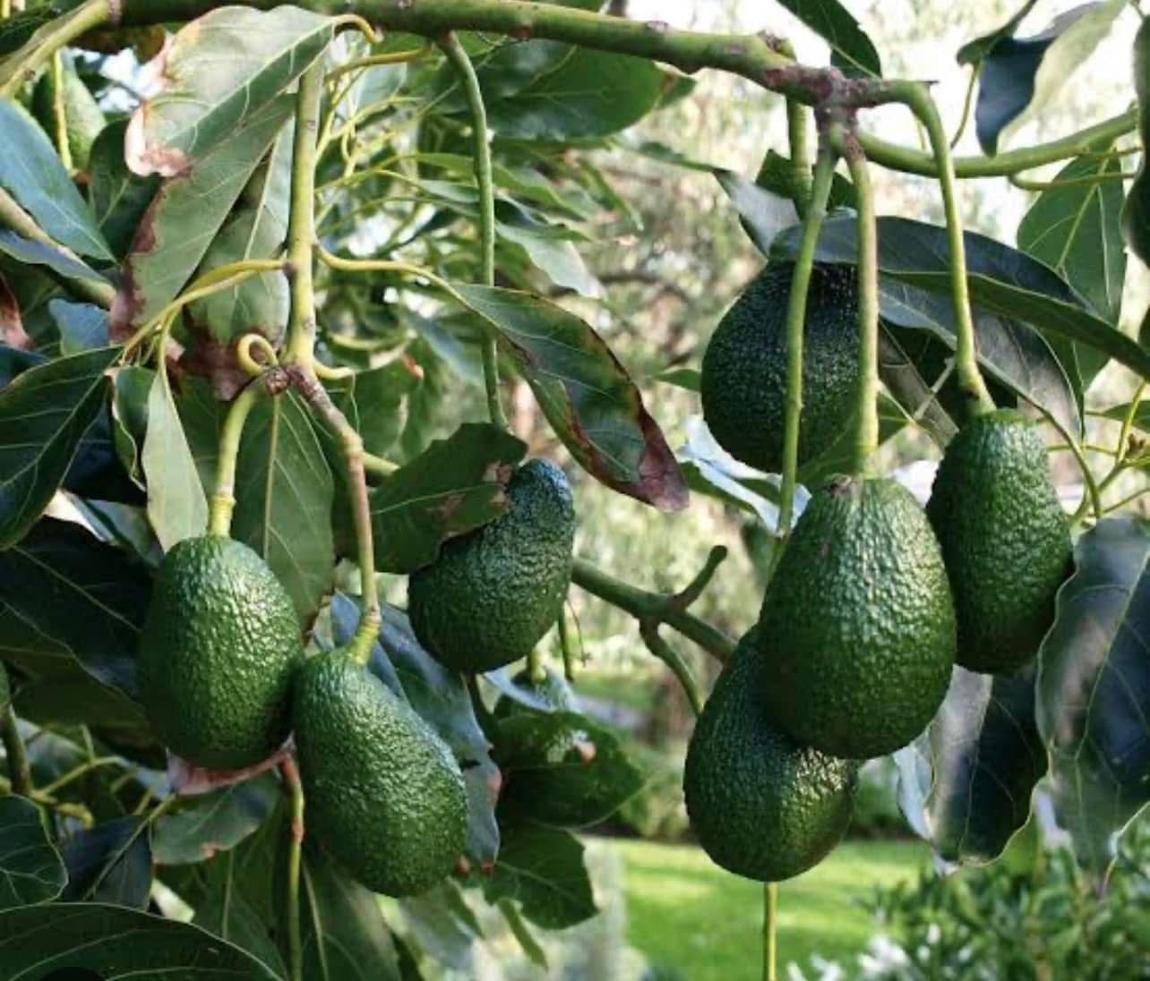 Avocado (Grafted)