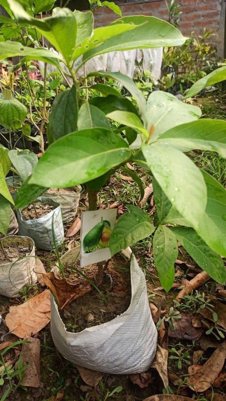 Avocado (Grafted) - Image 4