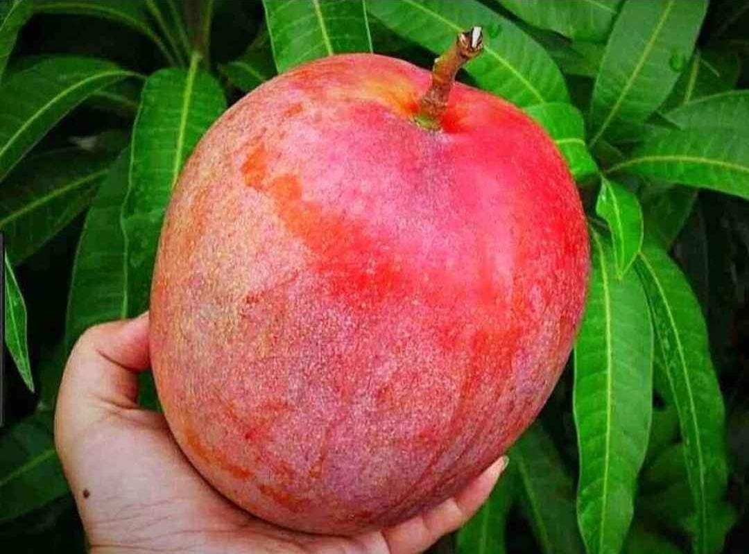 Jumbo Red Mango (Grafted) - Image 2