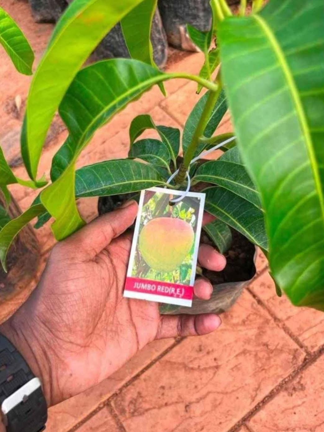 Jumbo Red Mango (Grafted) - Image 3