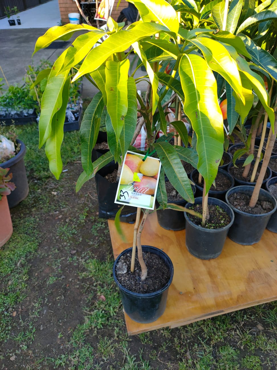 Jumbo Red Mango (Grafted) - Image 4