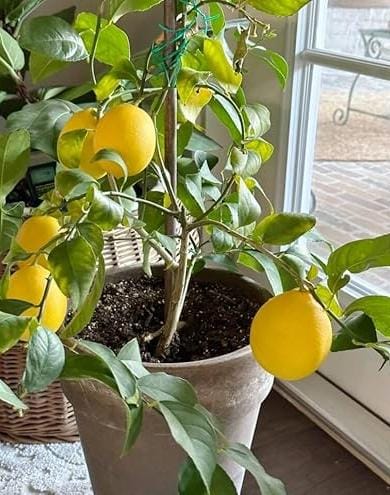 Kagazi nimbu - Image 3