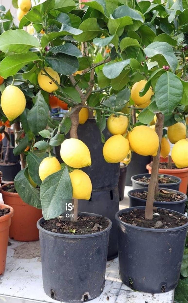 Kagazi nimbu - Image 2