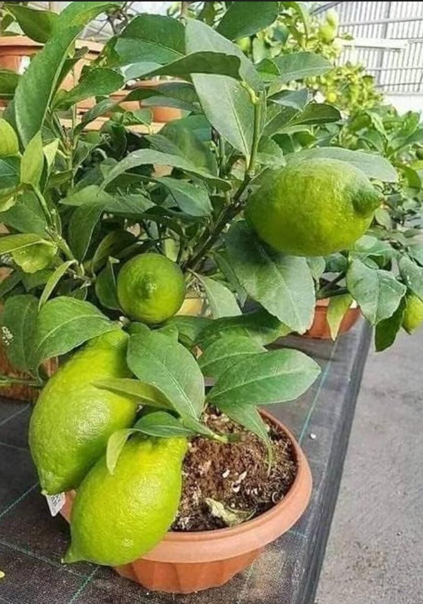 Kagazi nimbu - Image 4