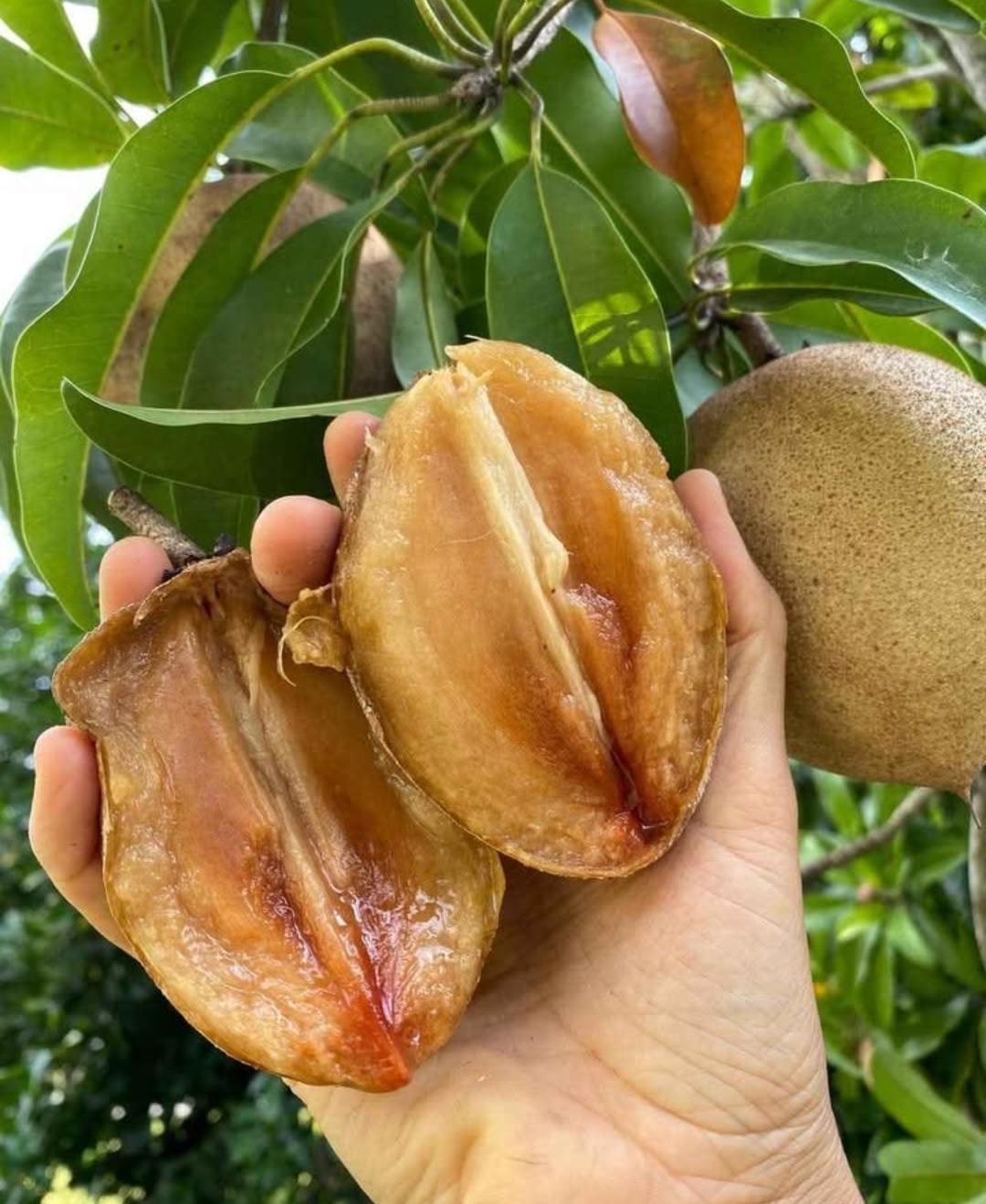 Thai Langcha Cheeku (Grafted)