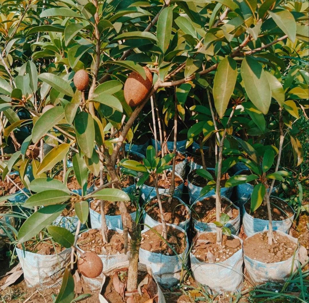 Thai Langcha Cheeku (Grafted) - Image 3