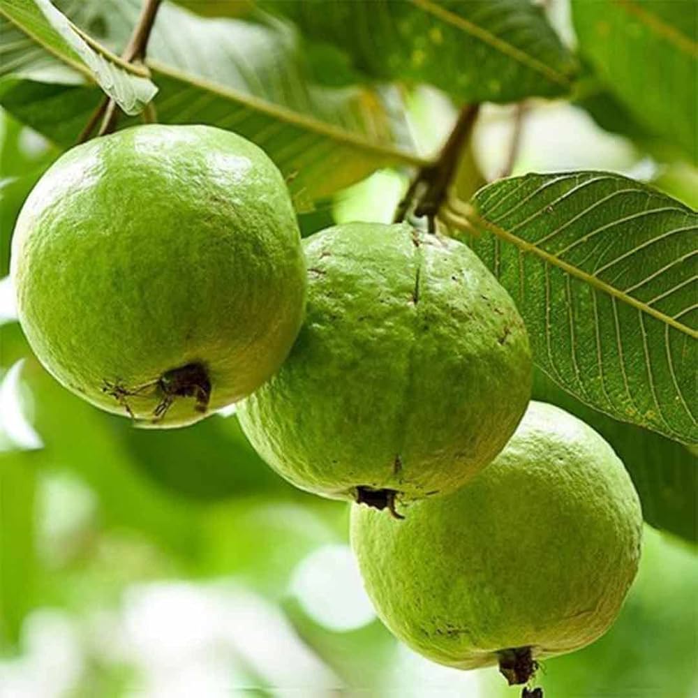 Allahabad Safed Guava