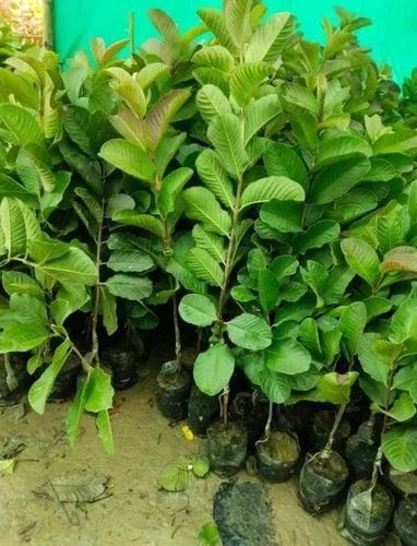 Allahabad Safed Guava - Image 3