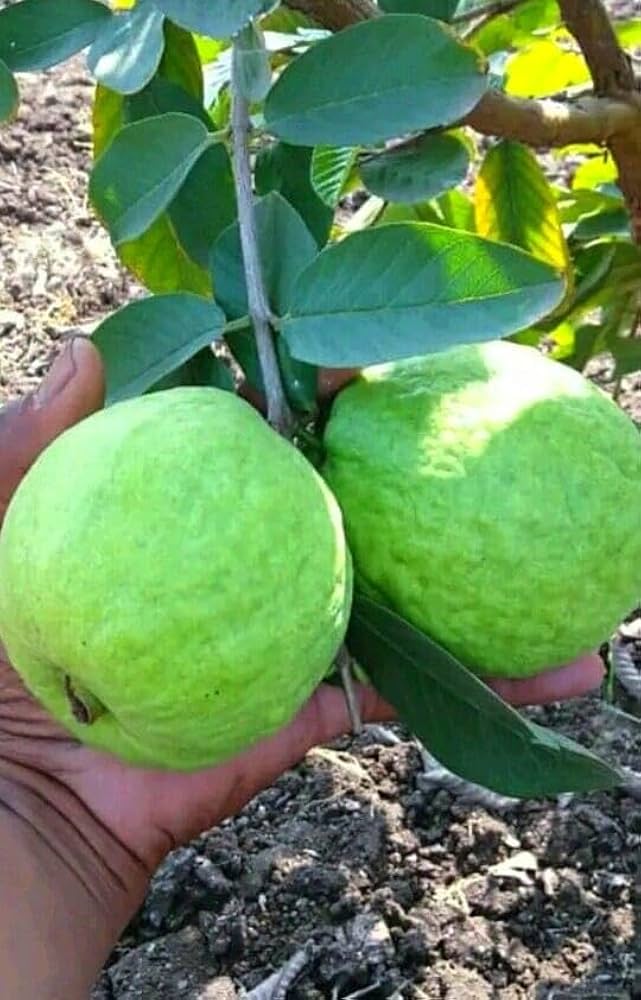 Allahabad Safed Guava - Image 2