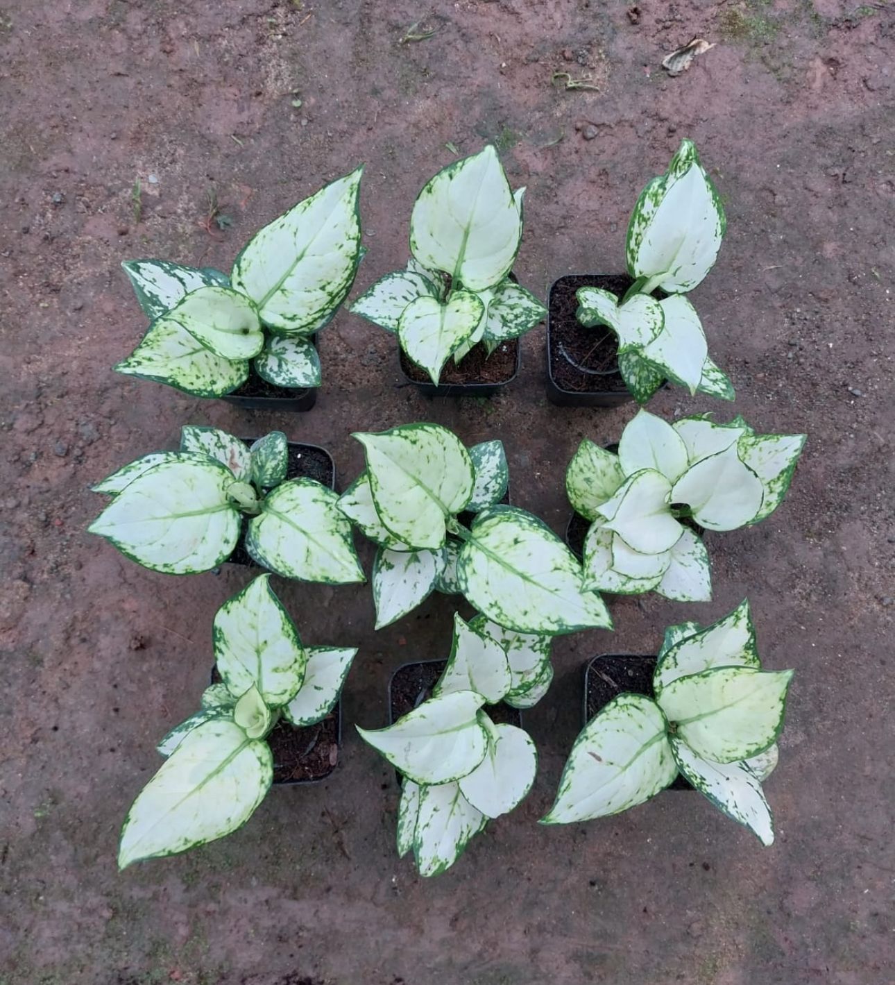 Aglonema super white - Image 2