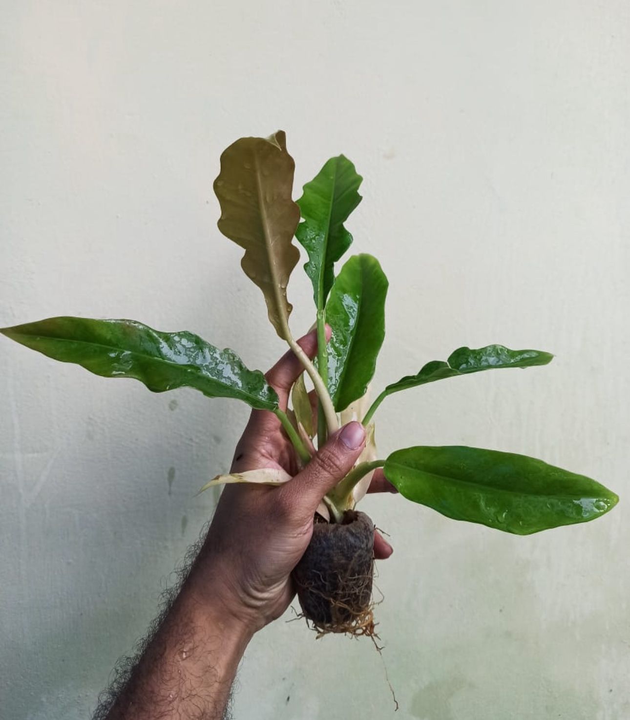 Philodendron Narrow - Image 3