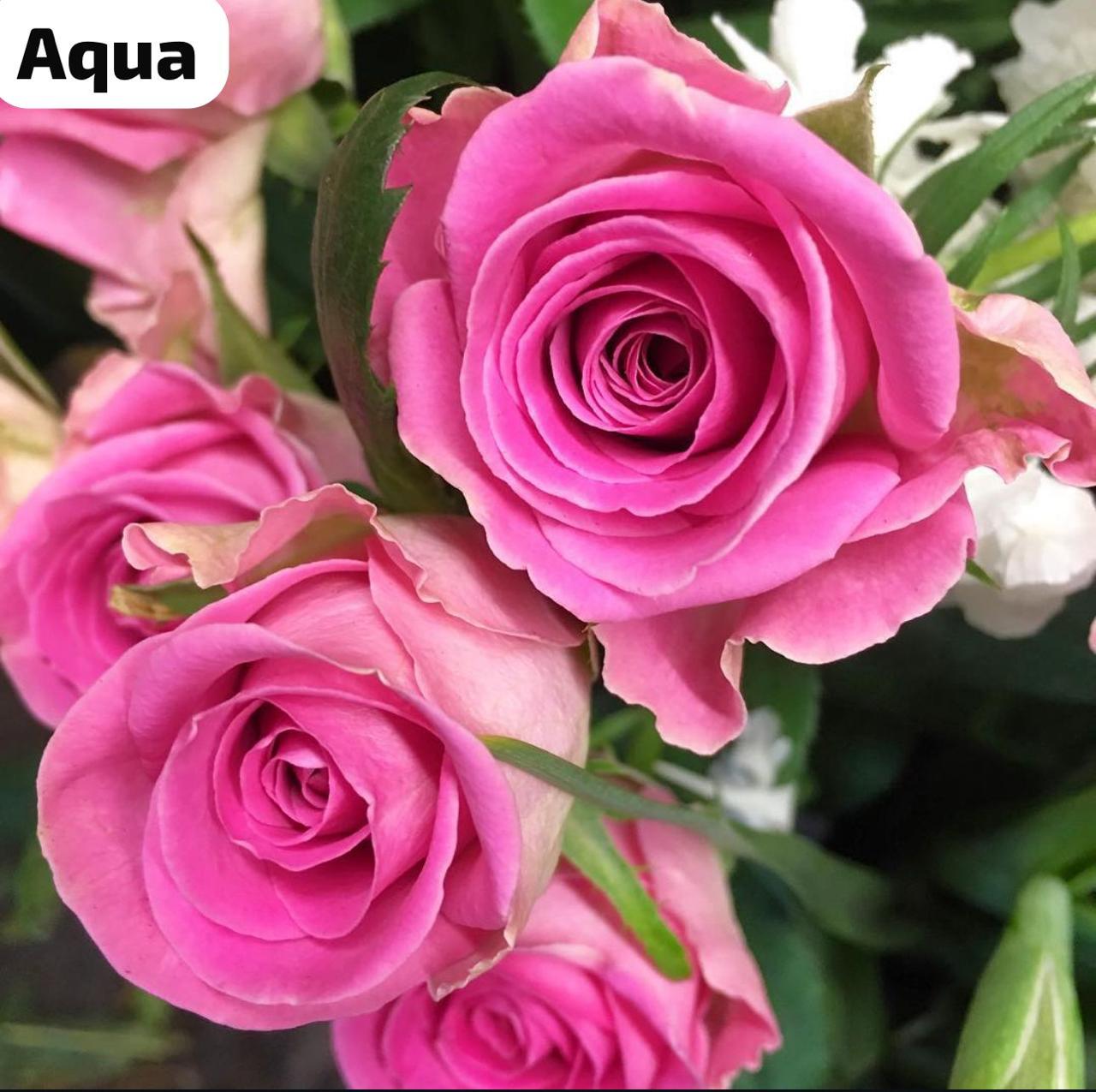 Aqua Dutch Rose