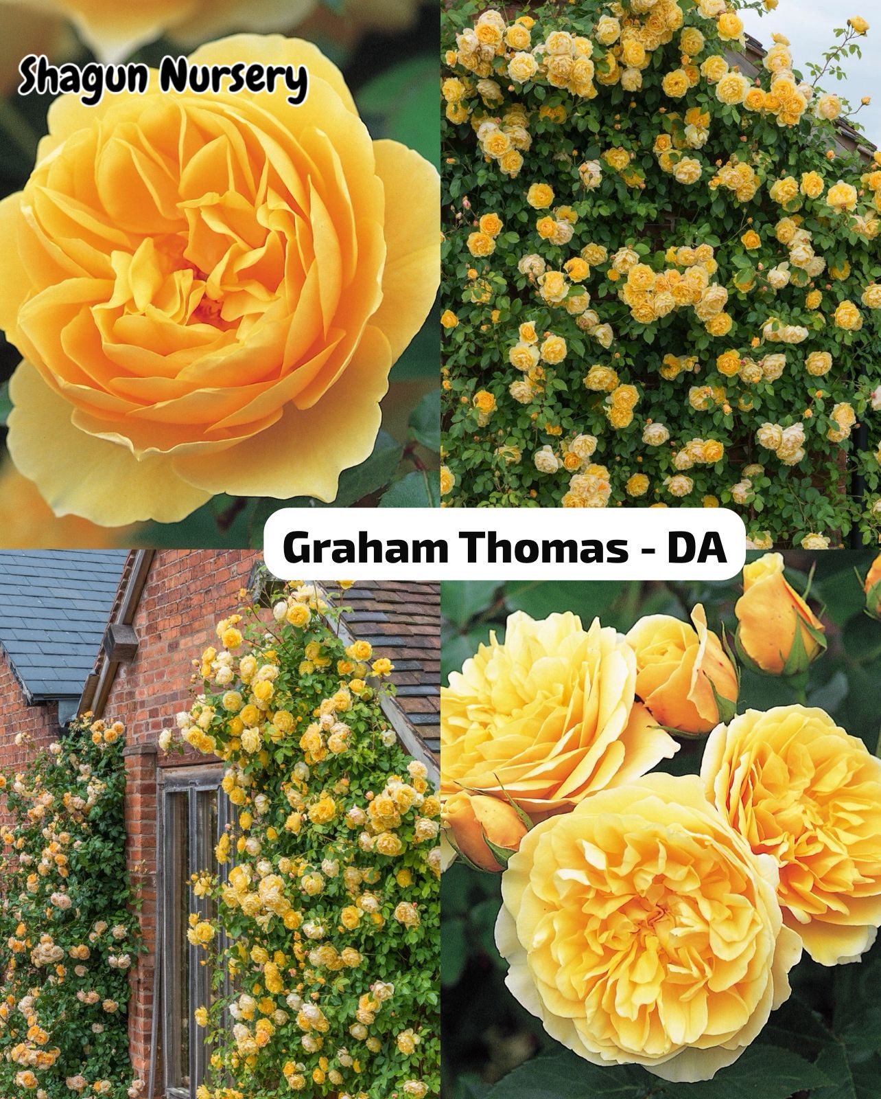 Graham Thomas DA-Rose