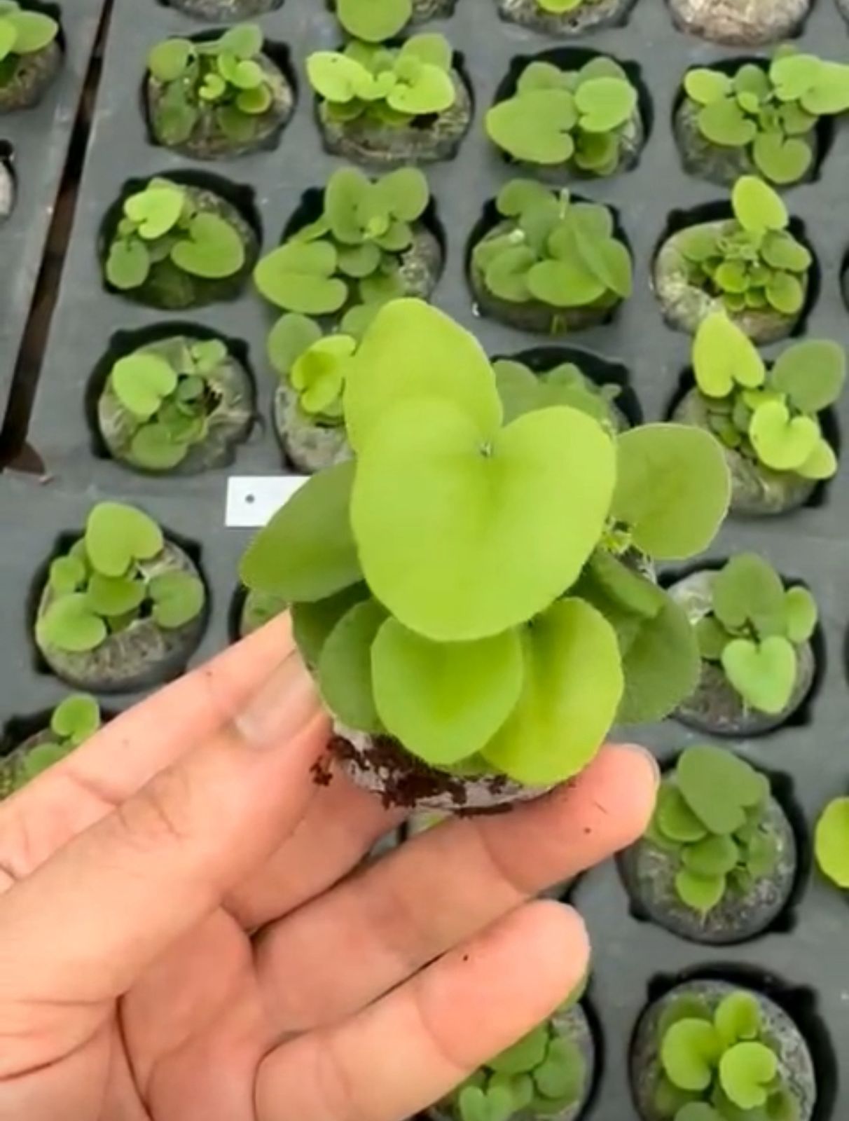 Heart Fern - Image 2