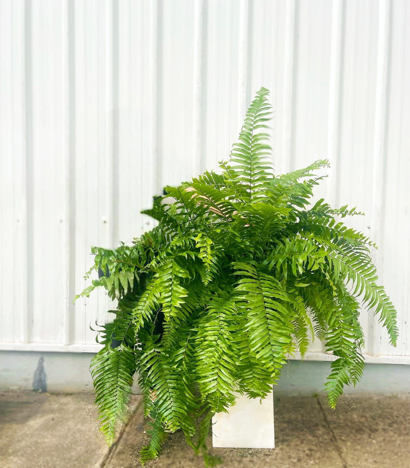 Macho Fern