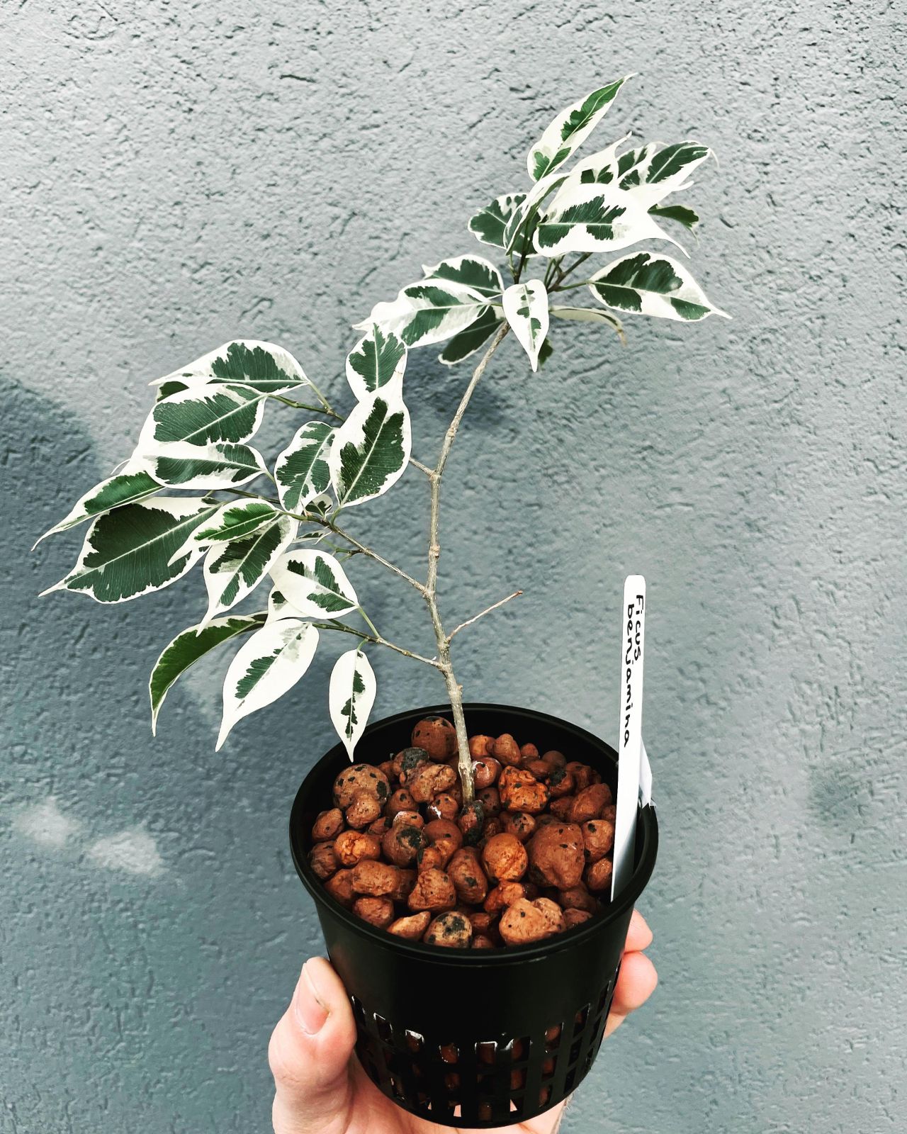 Ficus Star light