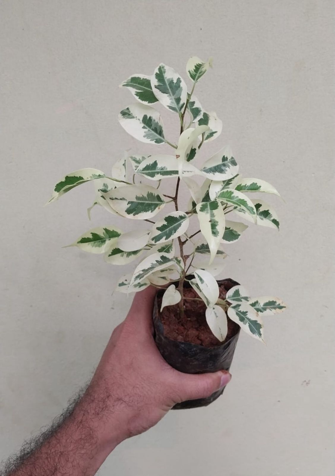 Ficus Star light - Image 2