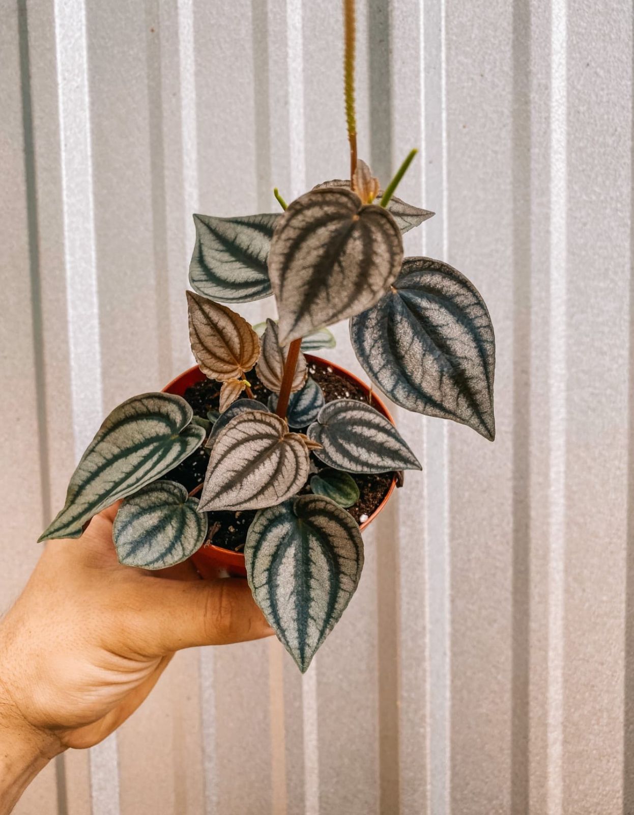 Peperomia Turboensis