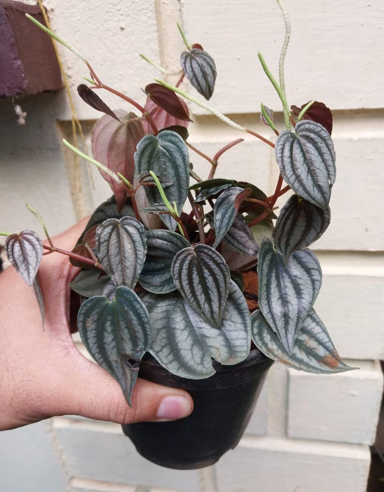 Peperomia Turboensis - Image 2