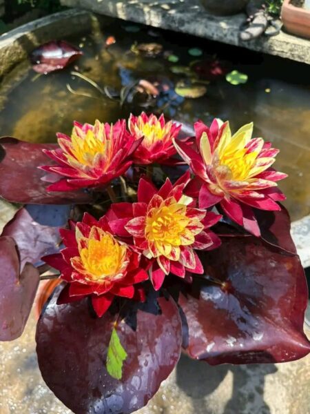 Previous Product Image