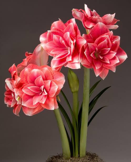 Double Dream - Imported Amaryllis