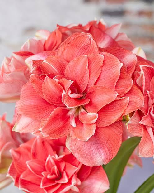Double Dream - Imported Amaryllis - Image 2