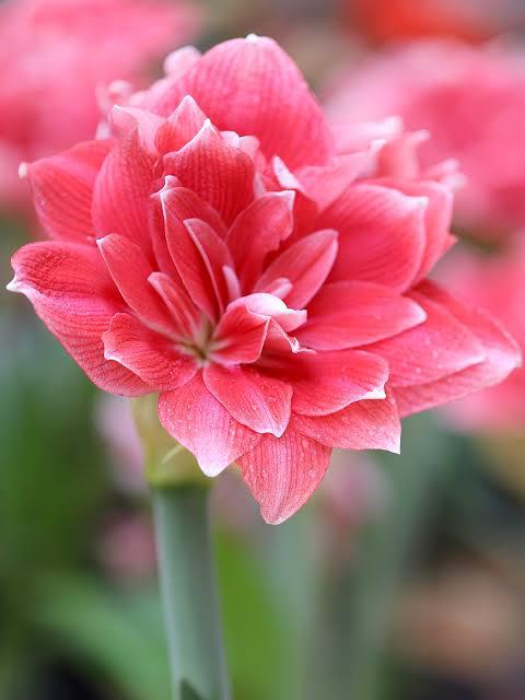 Double Dream - Imported Amaryllis - Image 3