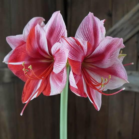 Gervase - Imported Amaryllis - Image 2