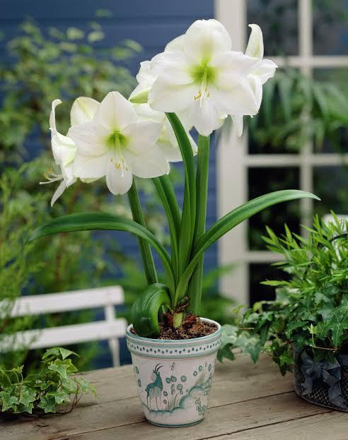 Mount blanc - Imported Amaryllis