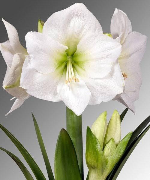 Mount blanc - Imported Amaryllis - Image 3