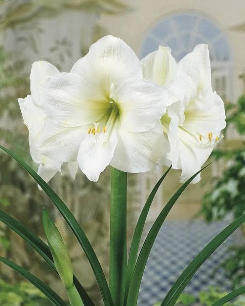 Mount blanc - Imported Amaryllis - Image 2
