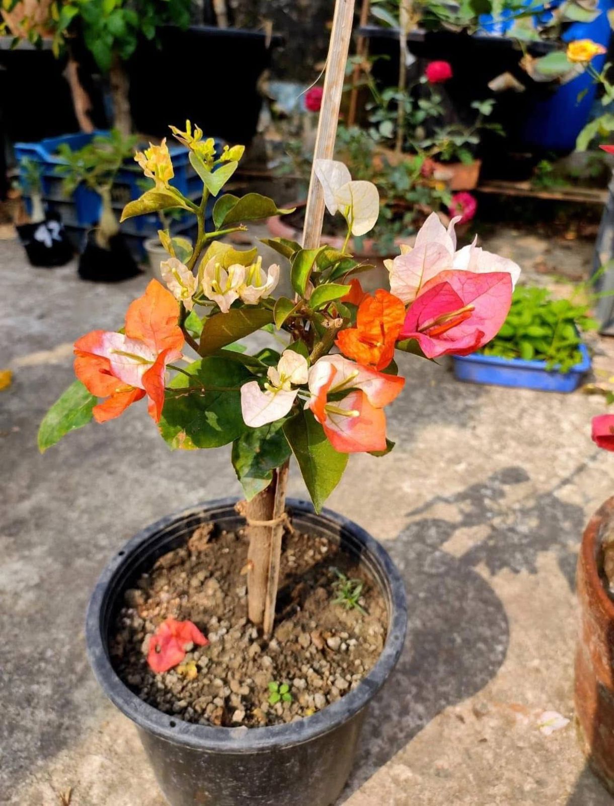 Maharani - Bougainvillea - Image 2