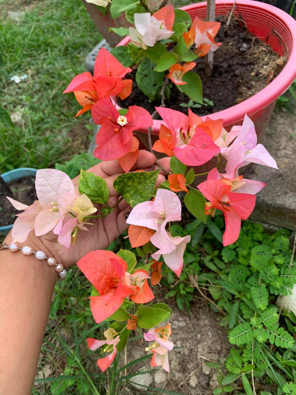 Maharani - Bougainvillea