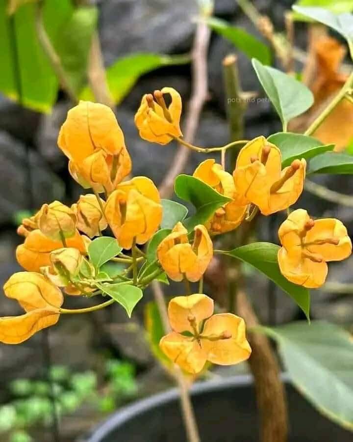 Tanglong Yellow - Bougainvillea