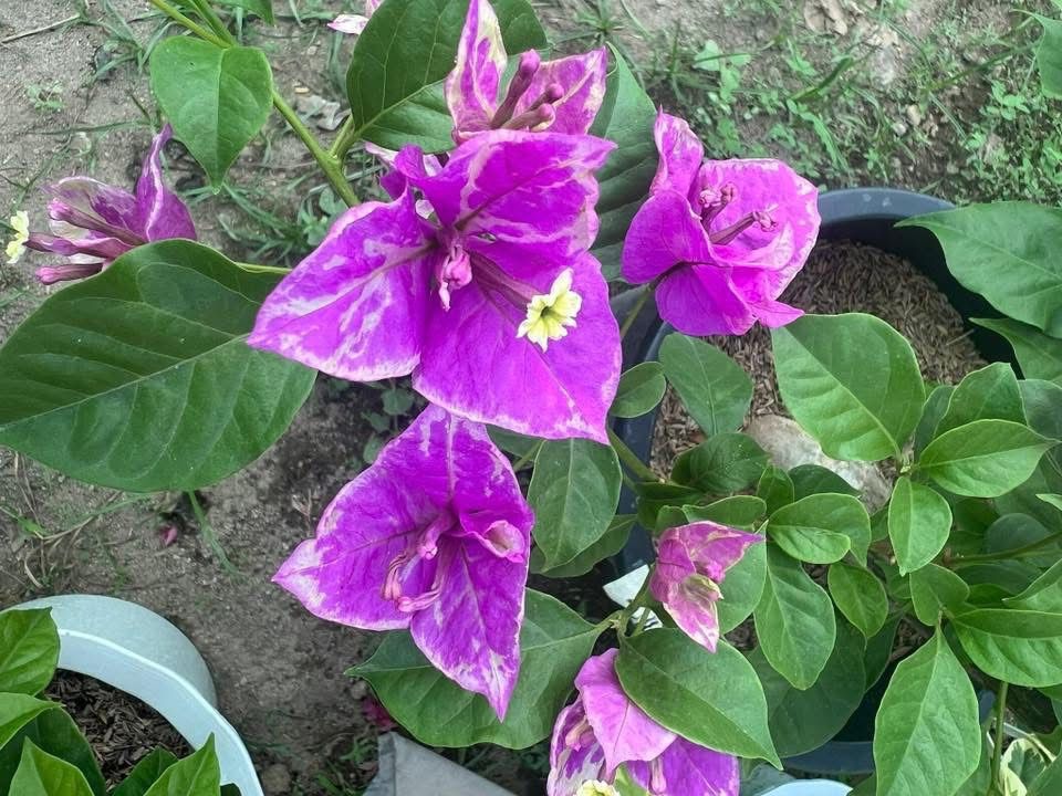 Buttercup - Bougainvillea - Image 3