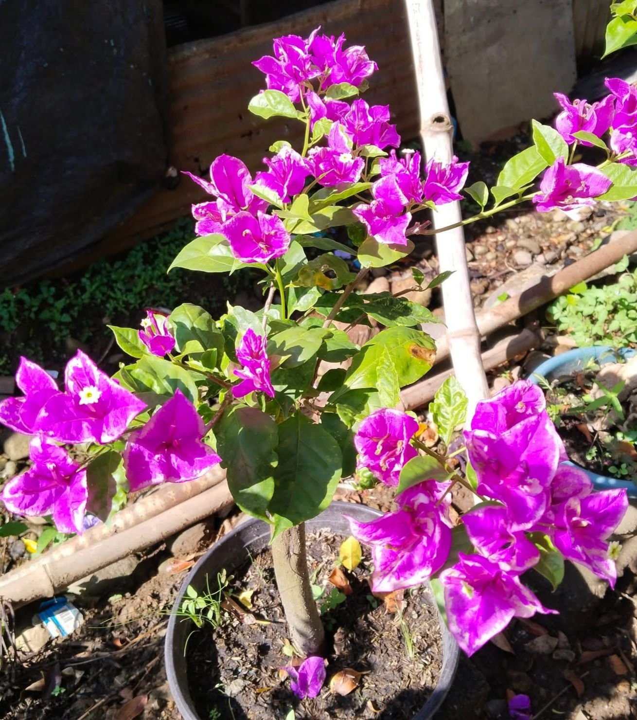 Buttercup - Bougainvillea - Image 2