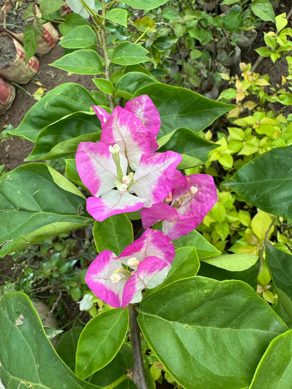 Lipstick - Bougainvillea