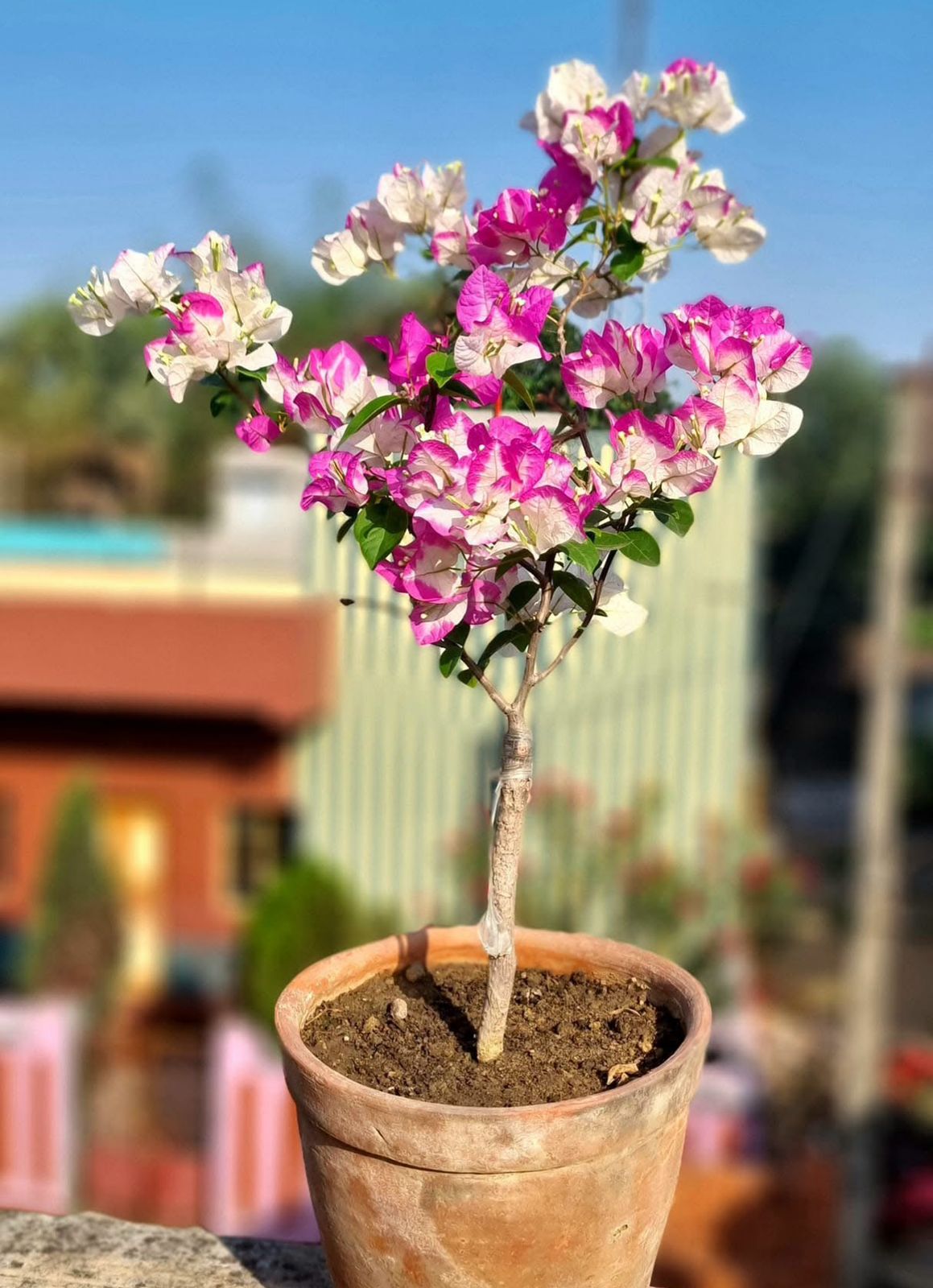 Lipstick - Bougainvillea - Image 2