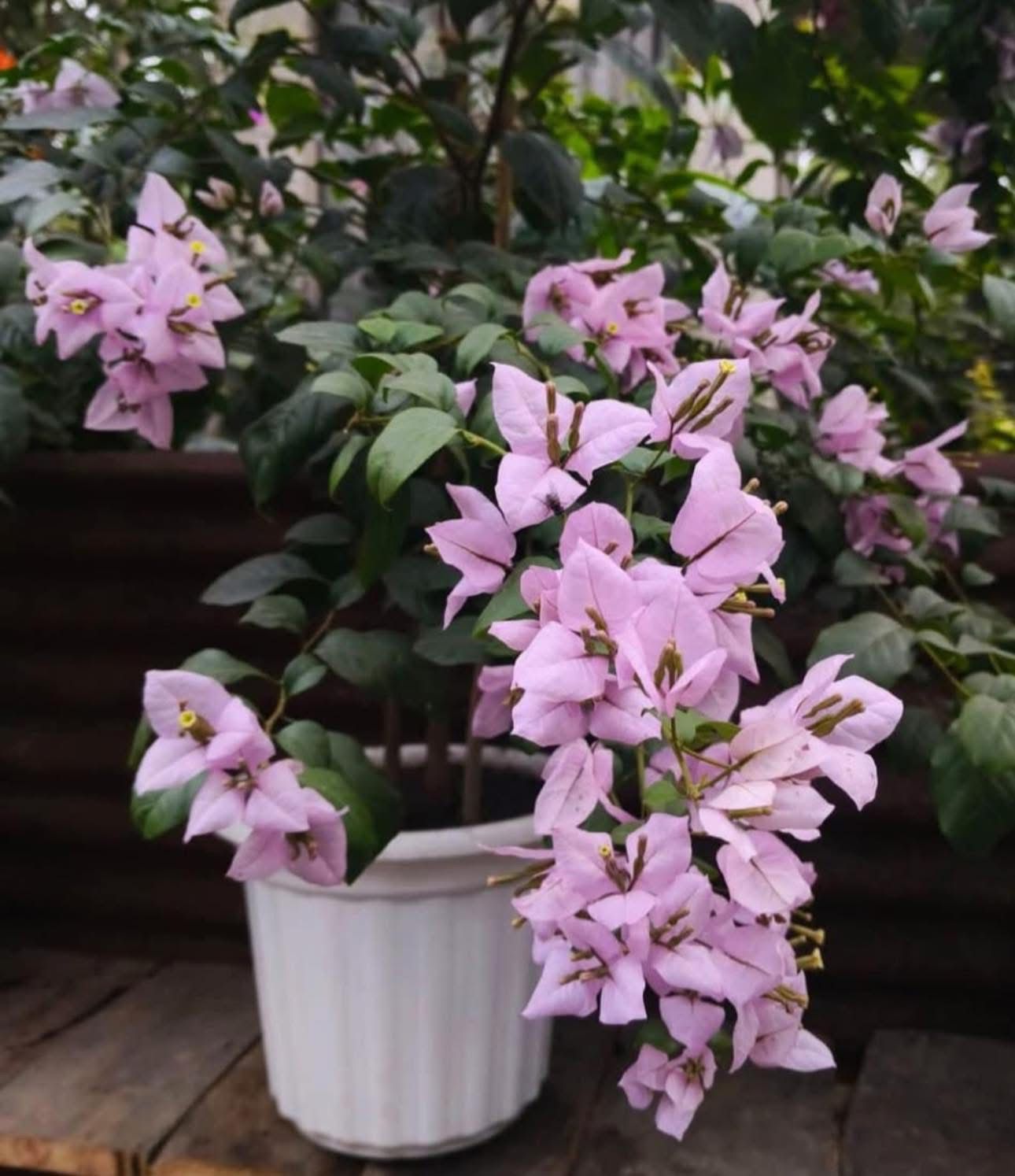 Lilac Formosa - Bougainvillea