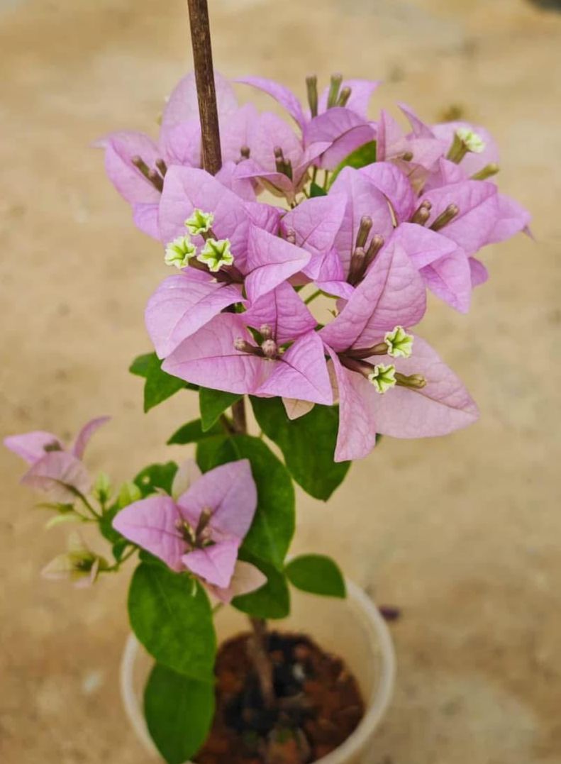Lilac Formosa - Bougainvillea - Image 2