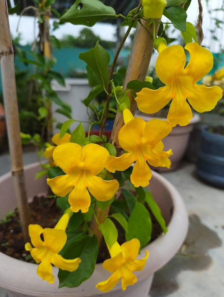 Catsclaw - Creeper - Image 2